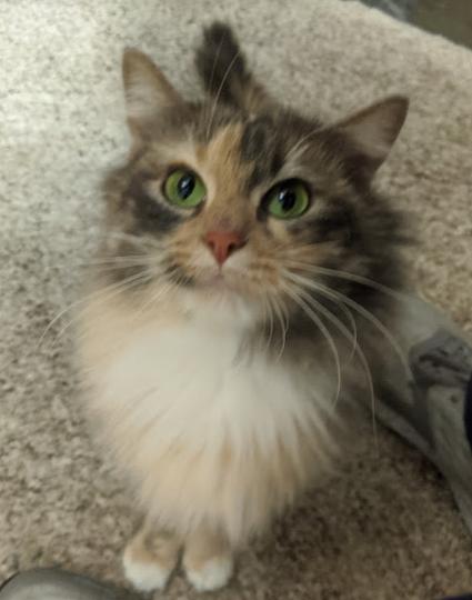SIENNA - Offered by Owner