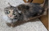 SIENNA - Offered by Owner