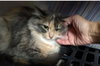 SIENNA - Offered by Owner