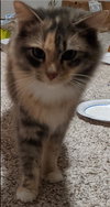 SIENNA - Offered by Owner