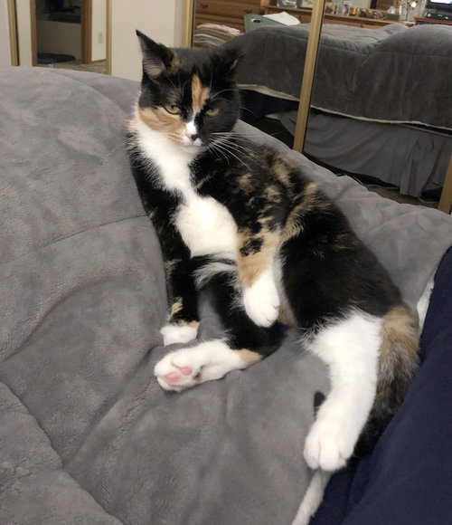 MINI (Minerva) - Offered by Owner