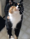 MINI (Minerva) - Offered by Owner