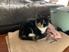 MINI (Minerva) - Offered by Owner