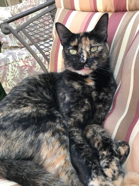 MUFFIN - Offered by Owner - Young Adult