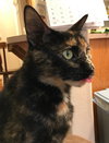 MUFFIN - Offered by Owner - Young Adult