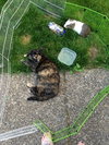 MUFFIN - Offered by Owner - Young Adult