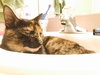 MUFFIN - Offered by Owner - Young Adult