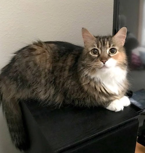 ANISTON (Annie) Offered by Owner - Pretty Senior