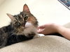 ANISTON (Annie) Offered by Owner - Pretty Senior