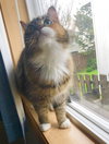 ANISTON (Annie) Offered by Owner - Pretty Senior