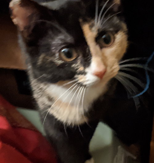PIXIE - Offered by Owner