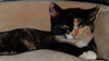 PIXIE - Offered by Owner