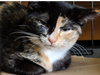 PIXIE - Offered by Owner