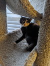 PIXIE - Offered by Owner