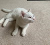 ANNA and ELSA - Bonded kitten sisters