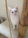 ANNA and ELSA - Bonded kitten sisters