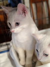 ANNA and ELSA - Bonded kitten sisters