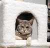 CHESTER - Young Male