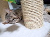 CHESTER - Young Male
