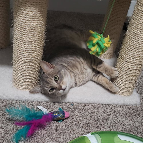 CHESTER - Young Male