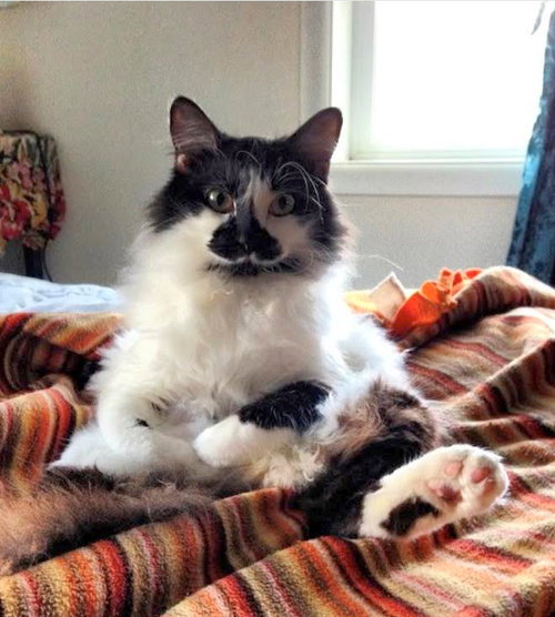 ARNIE - Offered by Owner