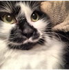 ARNIE - Offered by Owner