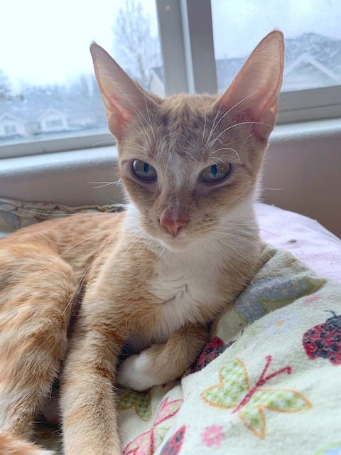 LILLY - Dainty Diva