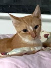 LILLY - Dainty Diva