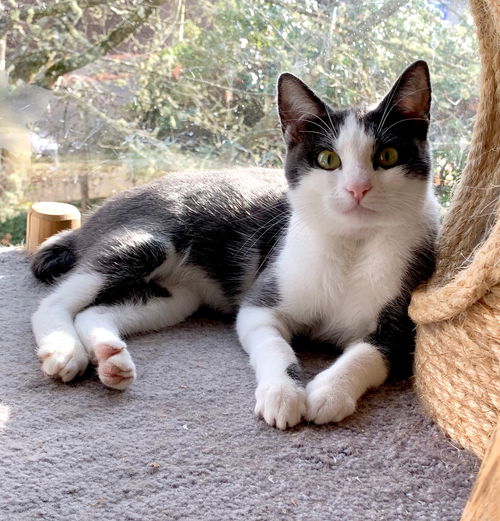 JEZEBEL - Offered by Owner - Young Lady Cat