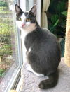 JEZEBEL - Offered by Owner - Young Lady Cat