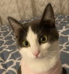 JEZEBEL - Offered by Owner - Young Lady Cat
