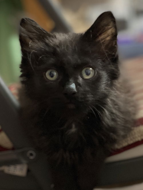 Kiki