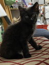 Kiki
