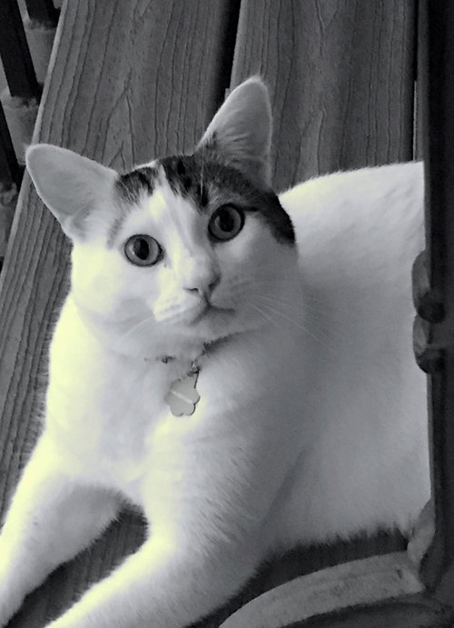 DUCKY - Offered by Owner