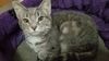 EVIE and PIPER - sister kittens
