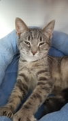 EVIE and PIPER - sister kittens