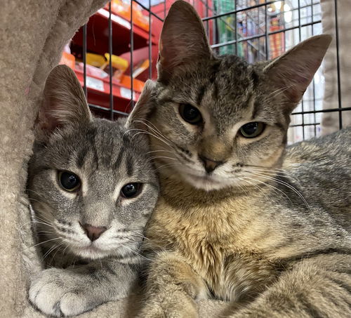 EVIE and PIPER - sister kittens