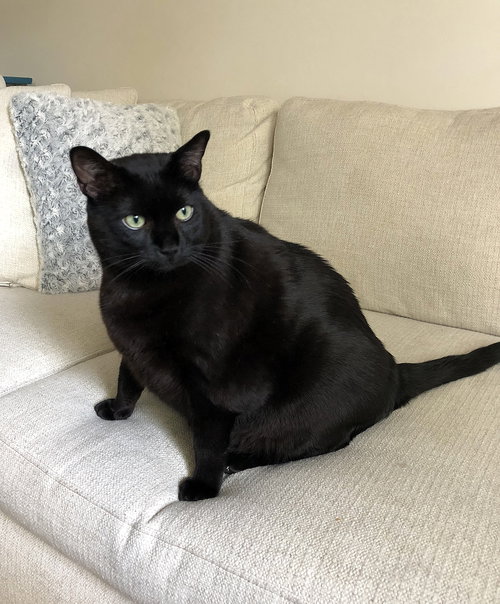LUCIFER - Offered by Owner