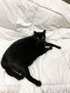 LUCIFER - Offered by Owner