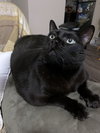 LUCIFER - Offered by Owner