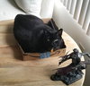 LUCIFER - Offered by Owner