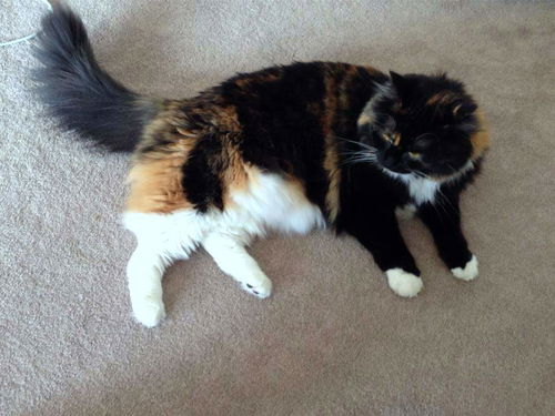 PERSEPHONE - Offered by Owner