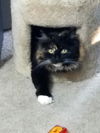 PERSEPHONE - Offered by Owner