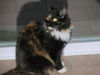 PERSEPHONE - Offered by Owner