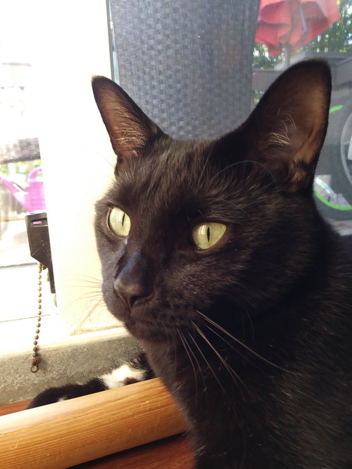 CHARLIE - Offered by Owner - Young male
