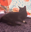 CHARLIE - Offered by Owner - Young male