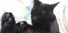CHARLIE - Offered by Owner - Young male