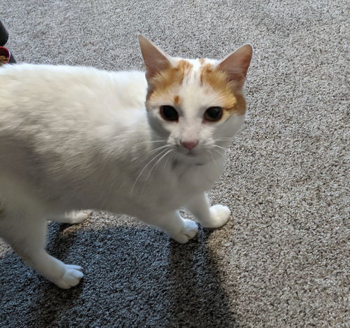 BEVERLY - Sweet young adult