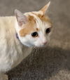 BEVERLY - Sweet young adult