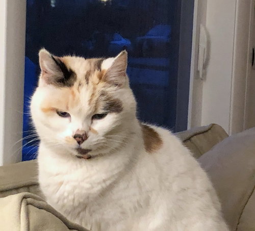 MILO - Offered by Owner - Senior Female
